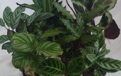 PRAYER PLANTS